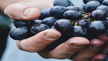 Hand holding a bunch of grapes