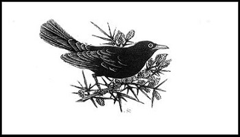 Blackbird, symbol of Seamus Heaney Centre