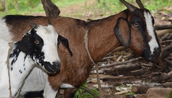 Two tethered African goats, one brown the other black and white