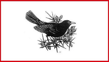 Blackbird pencil drawing, emblem of Seamus Heaney Centre