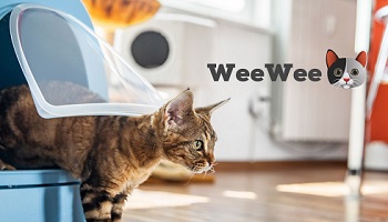 Cat emerging from litter tray with branding wording WeeWee Cat