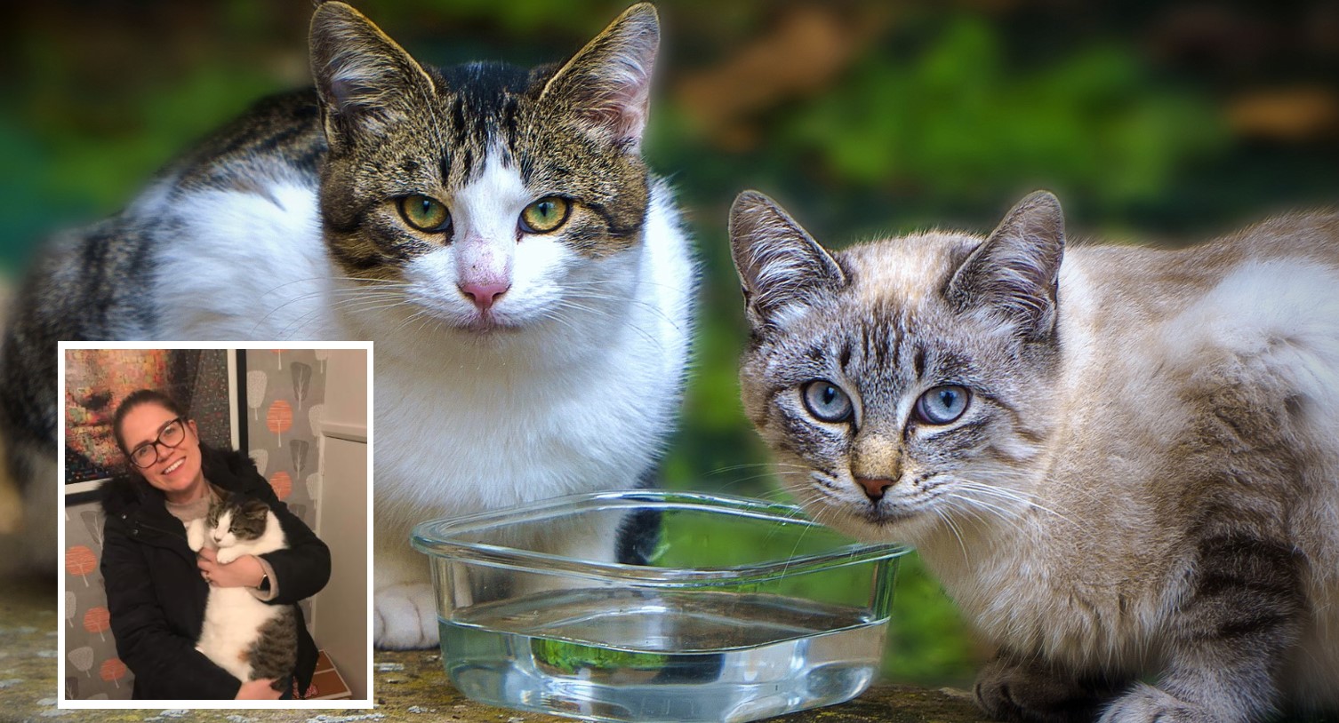 Two tabby cats outside at a glass drinking bowl with, inset, Emma Malone and her cat Charlie