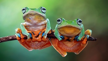 Two orange and green coloured frogs hanging onto a branch of a tree