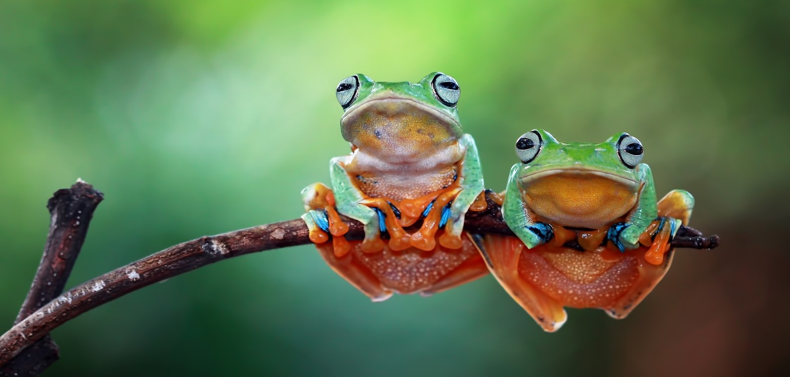 Two frogs hanging onto a branch of a tree