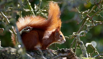 Red squirrel in a tree