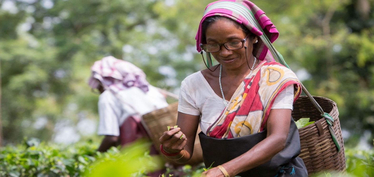 Women picking tea, wearing glasses, colourfully dressed