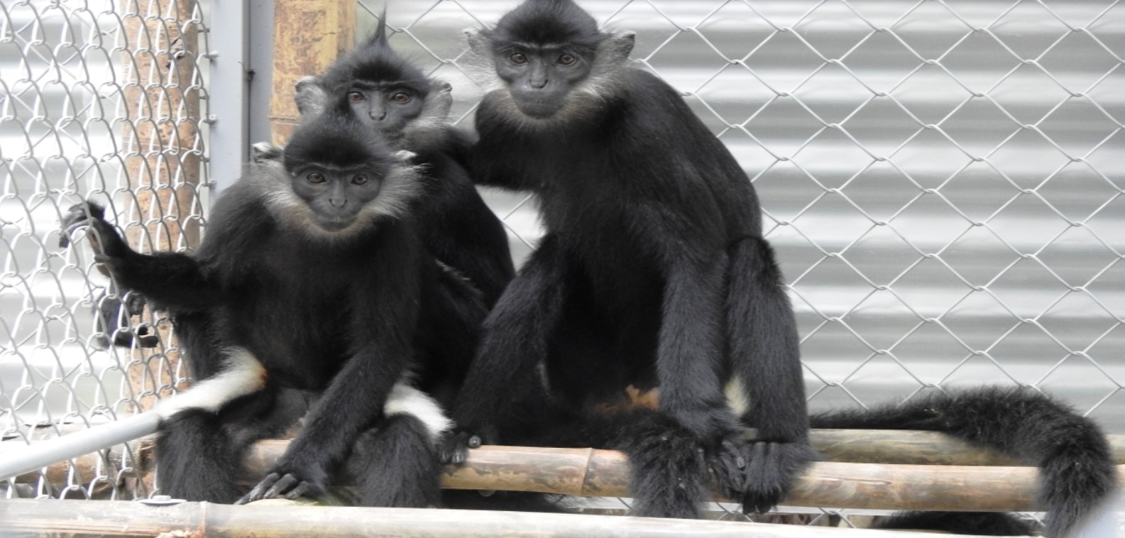 Three black and white Delacour’s langurs monkeys in compound in Vietnam