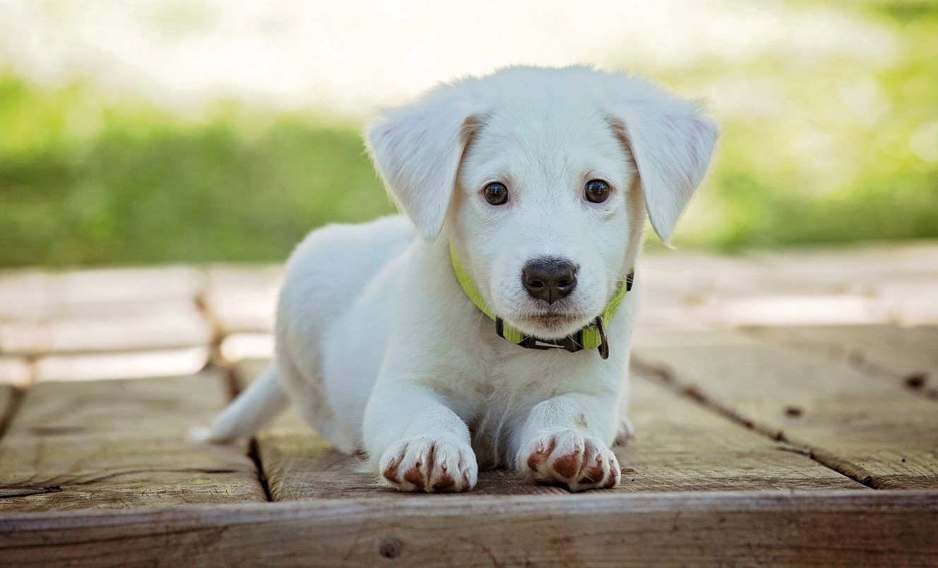 Cute Labrador puppy sitting on wooden decking