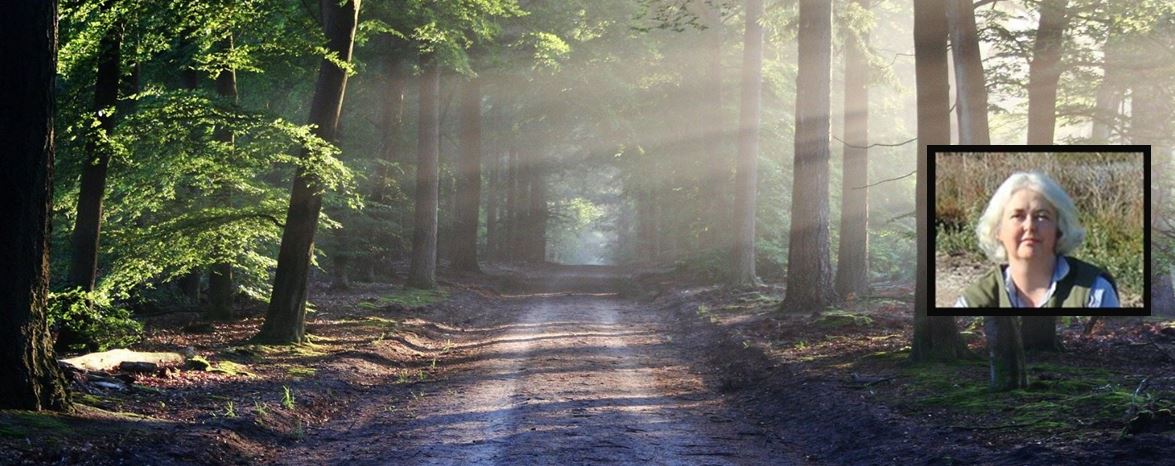 Sun beams shining through forest, inset Professor Paula Reimer