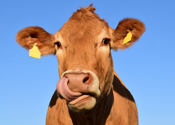 Cow sticks tongue out at camera